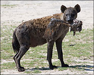 Africa 2007