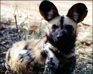 South Africa 99